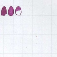 [Ink Test Library] Pilot Iroshizuku Inks Part 3 of 4 - In The Pink, And Purple Besides